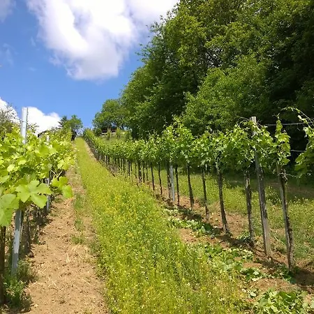 홈스테이 Traubengarten Winkler Niederhollabrunn
