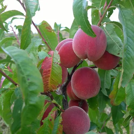 Privat bolig Traubengarten Winkler *