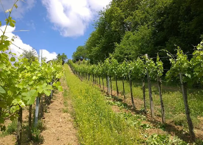 Privat bolig Traubengarten Winkler Niederhollabrunn
