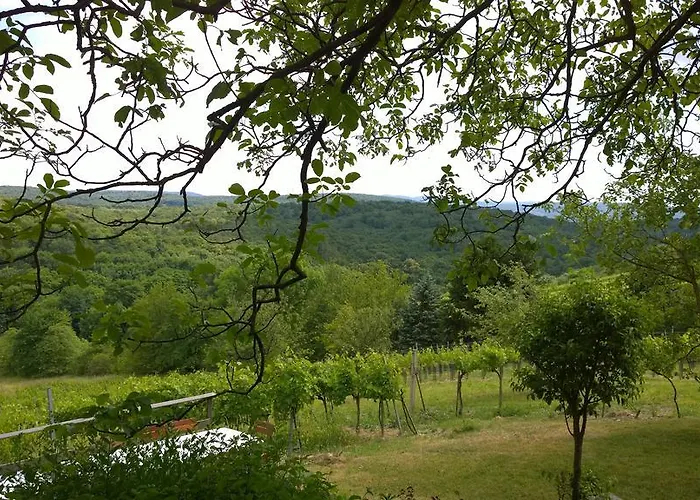 Traubengarten Winkler Niederhollabrunn