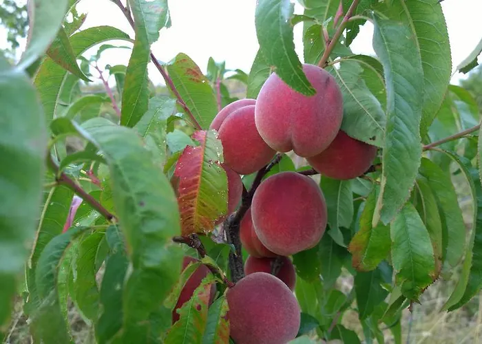 Privat bolig Traubengarten Winkler *