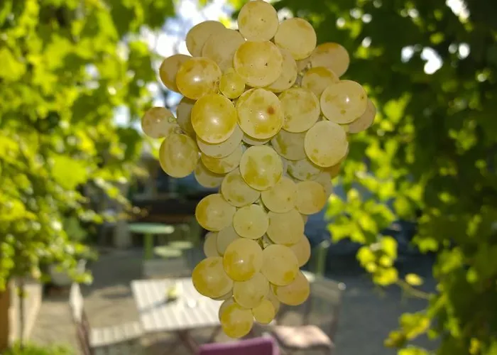 Δωμάτια σε οικογενειακή κατοικία Traubengarten Winkler *